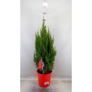 Juniperus chinensis 'Stricta'