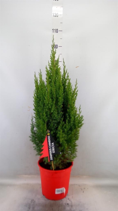 <h4>Juniperus chinensis 'Stricta'</h4>