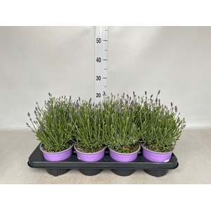 Lavandula angus. 'Hidcote'