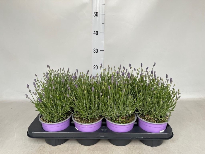<h4>Lavandula angus. 'Hidcote'</h4>