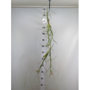 Tillandsia