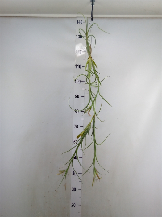 <h4>Tillandsia</h4>