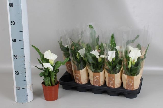 <h4>ZANT CAPT FRESCO</h4>