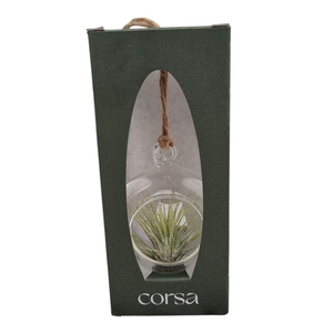 Arrangementen Tillandsia 6%