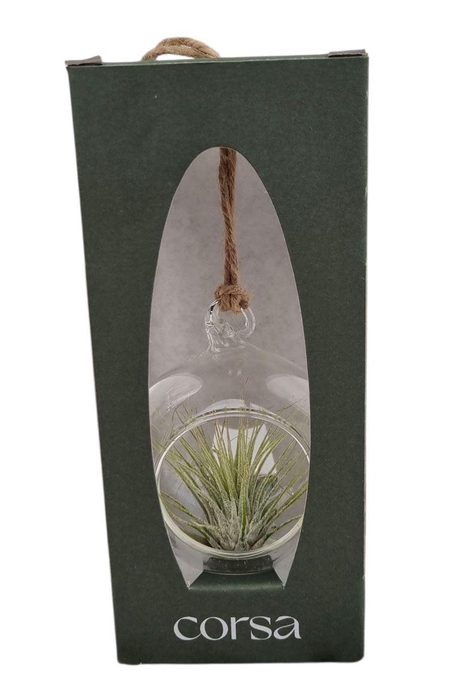 <h4>Arrangementen Tillandsia 6%</h4>