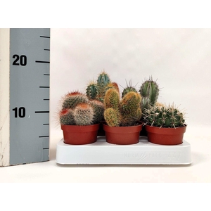 CACTUS GEM