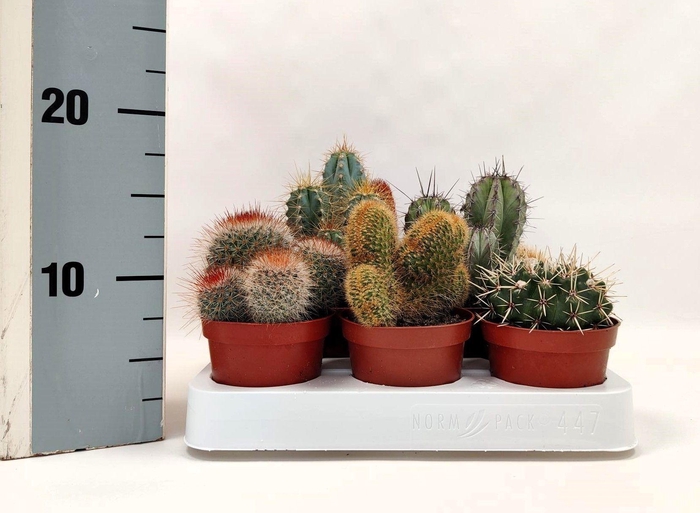 <h4>CACTUS GEM</h4>