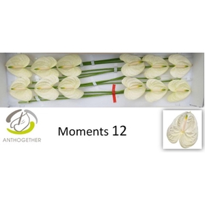Anthurium andr. 'Moments'