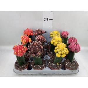 Gymnocalycium mihanov. 'Brasil'