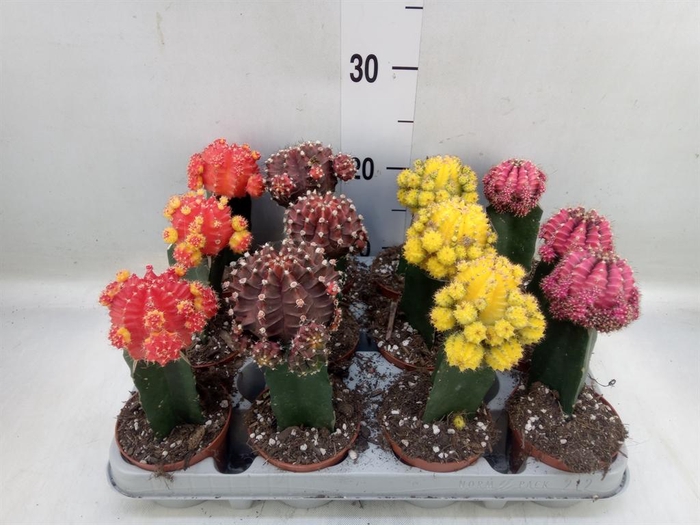 <h4>Gymnocalycium mihanov. 'Brasil'</h4>