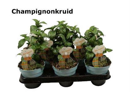 <h4>Rungia Klossii Champignonkruid</h4>
