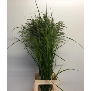 Sorghum A Panselaria