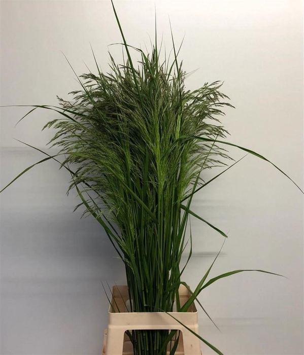 <h4>Sorghum A Panselaria</h4>