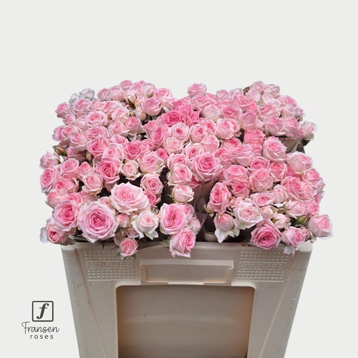 <h4>Rosa spray kate-lynn</h4>
