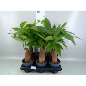Pachira aquatica