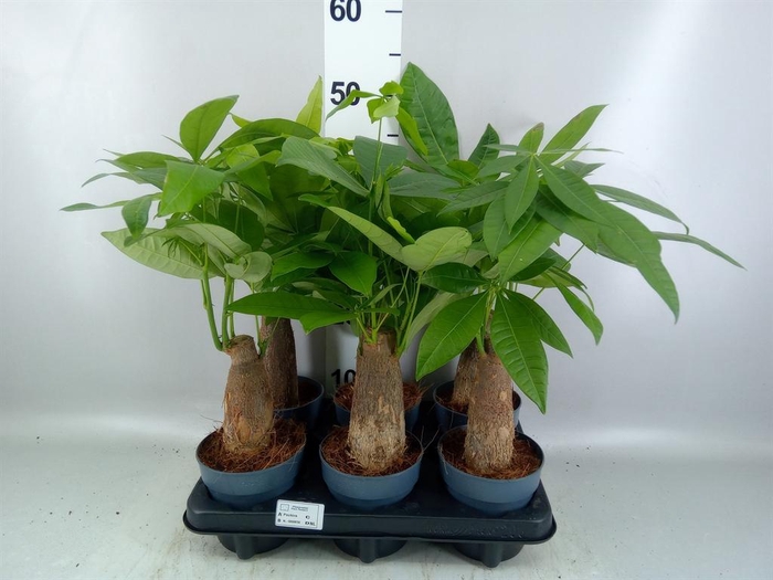 <h4>Pachira aquatica</h4>