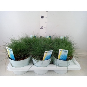 Festuca glauca 'Intens Blue'