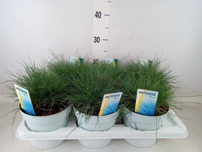 <h4>Festuca glauca 'Intens Blue'</h4>