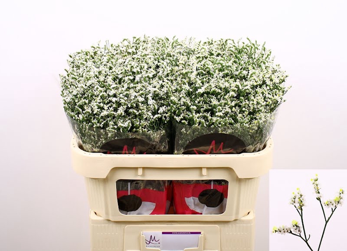 Limonium China White Marginpar