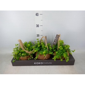 Peperomia rotundifolia