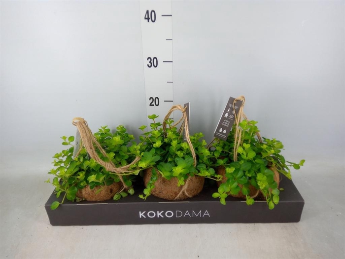 <h4>Peperomia rotundifolia</h4>