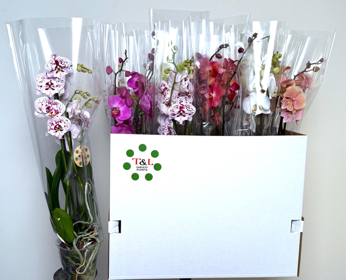 <h4>PHAL GEM 7 KL</h4>