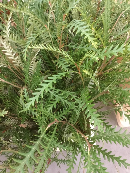 Grevillea Ivanhoe Groen