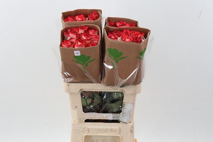 <h4>R Gr Blush Box Fu</h4>