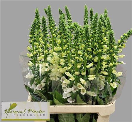 <h4>Digitalis Camelot White</h4>