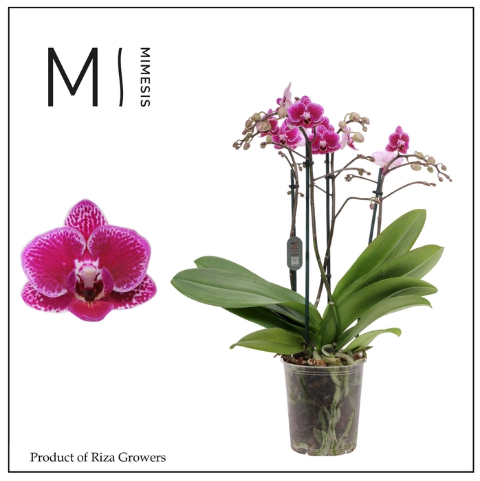 <h4>Phalaenopsis Hornglin 4 spike - 12cm | Mimesis</h4>