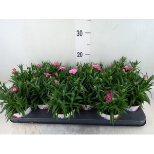 Dianthus  'Oscar Pink Star'