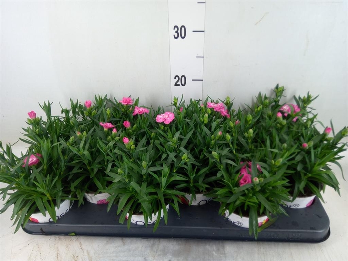 <h4>Dianthus  'Oscar Pink Star'</h4>