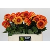 Dahlia American Sunset