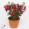 FUCHSIA JOL NANTES