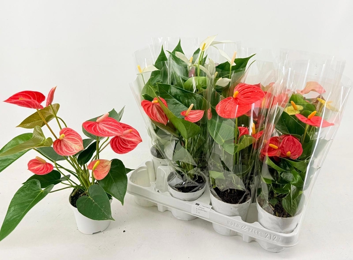 <h4>ANTHU AN GEM 4 KL</h4>