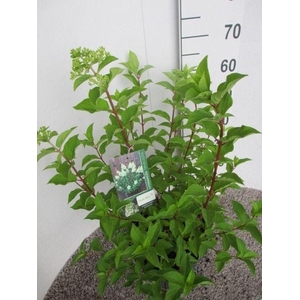 Hydrangea pan. Polar Bear struik 70 cm P26