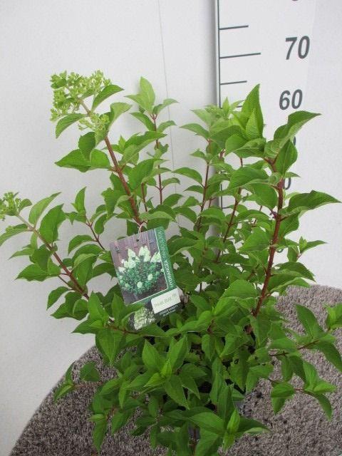 <h4>Hydrangea pan. Polar Bear struik 70 cm P26</h4>