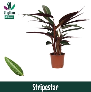 Stromanthe sanguin. 'Stripestar'