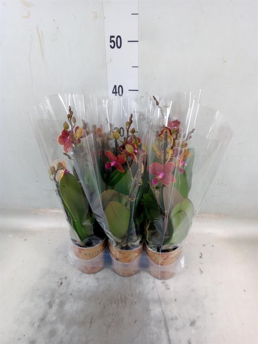 <h4>Phalaenopsis multi. 'Ant Bolzano'</h4>