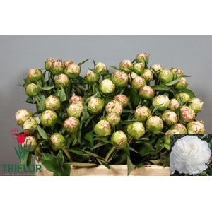 PAEO L KELWAYS GLORI