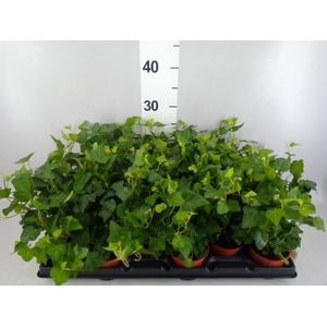 Hedera helix
