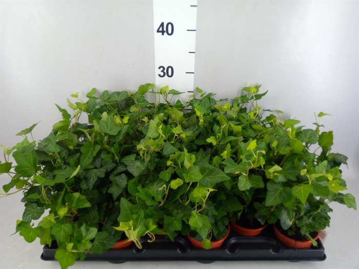 <h4>Hedera helix</h4>