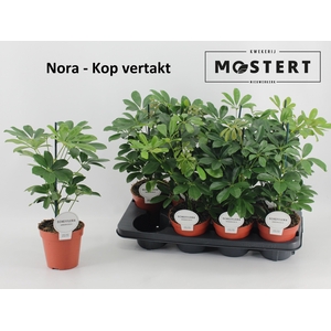 SCHEF AR NORA