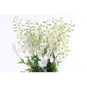 Delphinium Centurion White Extra