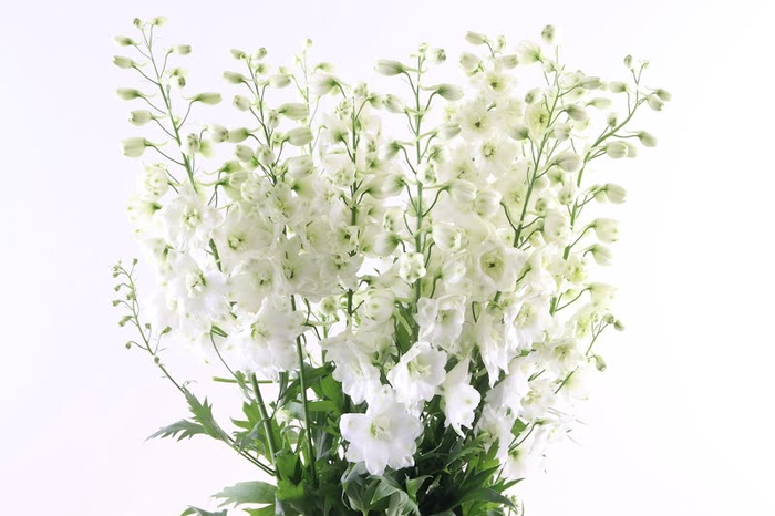 Delphinium Centurion White