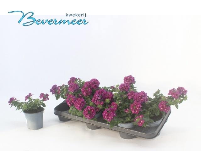 VERBE LASCAR BURGUND