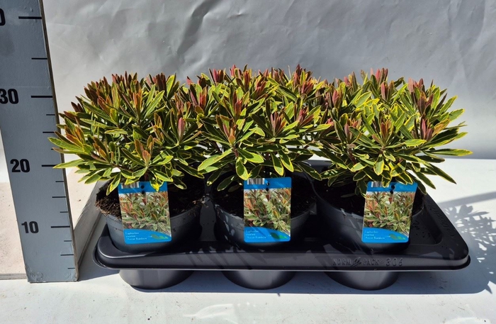 <h4>Euphorbia amygdaloides</h4>