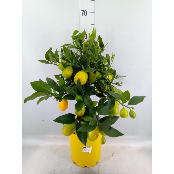 <h4>Citrus   ...</h4>