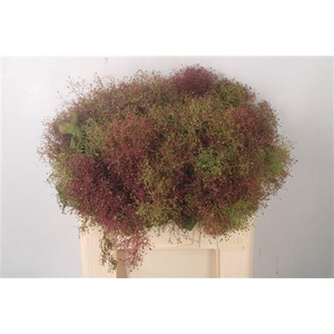 Cotinus C Young Lady De