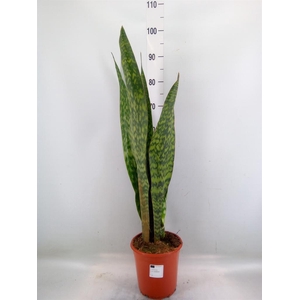 Sansevieria trifa.   ...